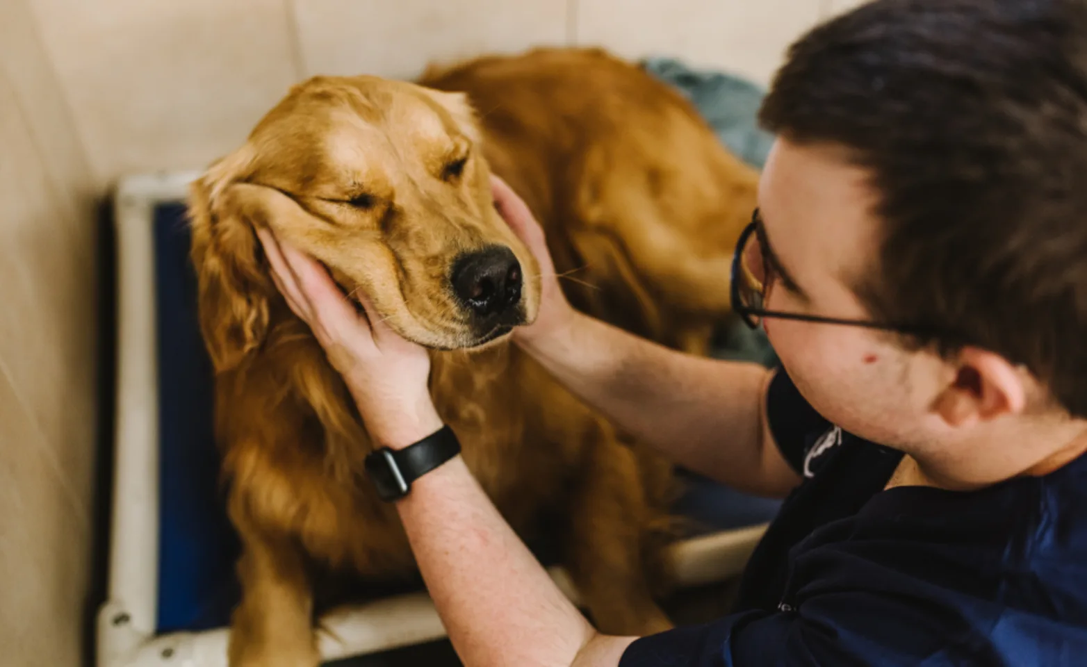 Staff Holding Dog's Face as Dog is Laying Down